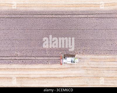 Guardando verso il basso su una mietitrebbia che taglia un campo di grano fuori Watton, nel cuore di Norfolk, il 6 agosto 2025. Foto Stock