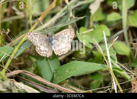 Primo piano di una comune farfalla skipper a scacchi arroccata su una foglia e fotografata dall'alto in una giornata di sole. Fotografato in Texas. Foto Stock