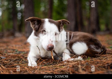 15 anni-Old Border Collie masticando un bastone nella foresta Foto Stock