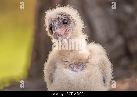 Gufo del fienile che guarda di lato, con la parte superiore dell'osso della chiglia visibile Foto Stock