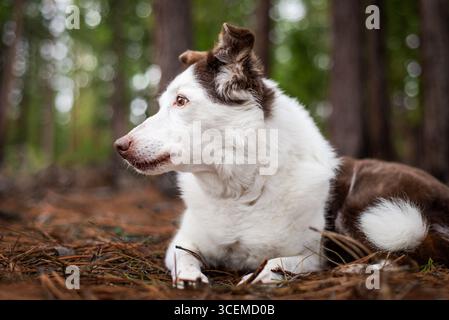 Profilo laterale di un Collie di confine di 15 anni nella foresta Foto Stock