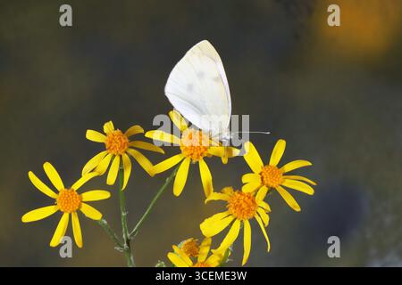 Dettaglio di una farfalla bianca di cavolo, che riposa su un fiore selvatico vicino al lago Walton nelle montagne Ochoco in Oregon. Foto Stock