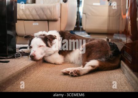 Collie di confine di 15 anni che dorme su Jet privato, indossando un pannolino riutilizzabile Foto Stock