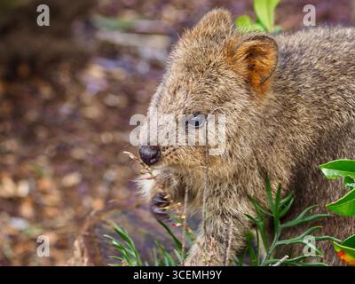 Affascinante Quokka che stuzzica i fiori di Grevillea. Foto Stock