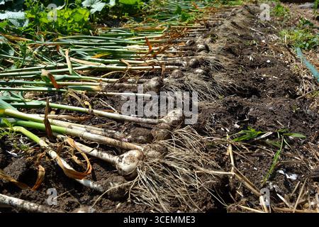 Uno shot ravvicinato e dall'angolazione ridotta di bulbi d'aglio appena raccolti disposti in file su terreno ricco e scuro in un giardino Foto Stock