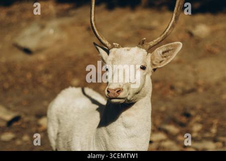 Cervo bianco con palafitte in piedi alla luce del sole Foto Stock