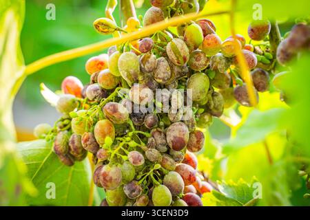 Uva viziata da malattie fungine, primo piano. Vendemmia persa. Foto Stock