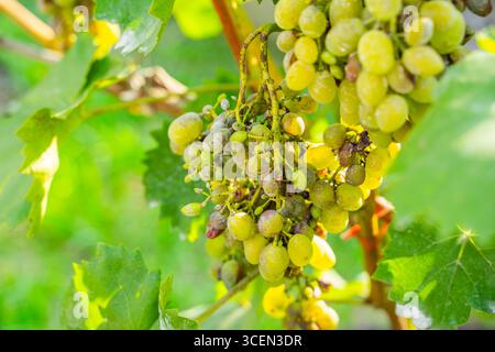 Uva viziata da malattie fungine, primo piano. Vendemmia persa. Foto Stock