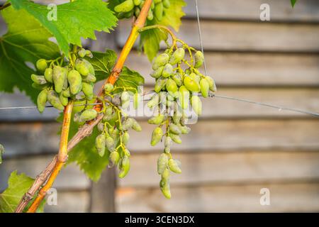 Uva viziata da malattie fungine, primo piano. Vendemmia persa. Foto Stock