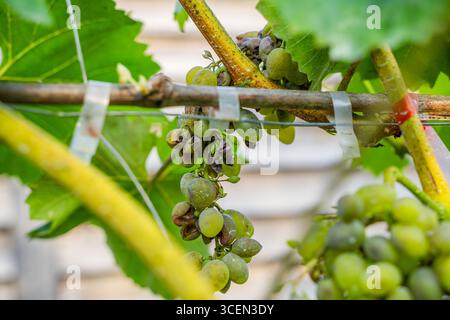 Uva viziata da malattie fungine, primo piano. Vendemmia persa. Foto Stock