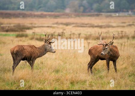 Due cervi rossi maschi che combattono durante la stagione dei rutting Foto Stock