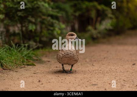 Teal Callonetta leucophrys piccola anatra sudamericana in piedi su un sentiero sterrato con fogliame verde sfocato in foto naturali della fauna selvatica Foto Stock