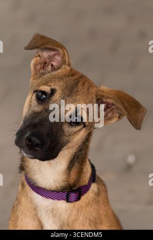 Primo piano, colpo alla testa, ritratto di un giovane cucciolo di razza mista cane malinois belga parzialmente seduto in posizione eretta. Foto Stock