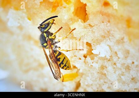 Deutsche Wespe Vespula germanica . Deutsche Wespe Vespula germanica frisst Kuchen. 20250811MIC0171 *** Vespa tedesca germanica Vespola tedesca Vespola germanica mangia torta 20250811MIC0171 Foto Stock