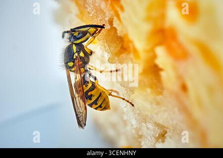 Deutsche Wespe Vespula germanica . Deutsche Wespe Vespula germanica frisst Kuchen. 20250811MIC0190 *** Vespa tedesca germanica Vespola tedesca Vespola germanica mangia torta 20250811MIC0190 Foto Stock