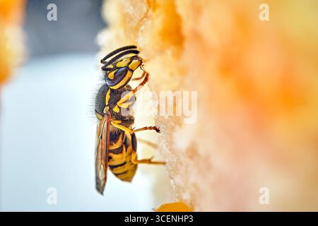 Deutsche Wespe Vespula germanica . Deutsche Wespe Vespula germanica frisst Kuchen. 20250811MIC0106 *** vespa tedesca Vespula germanica vespa tedesca Vespula germanica mangia torta 20250811MIC0106 Foto Stock