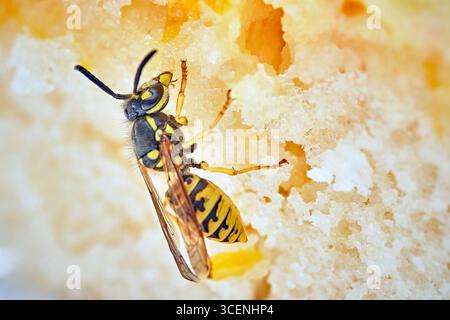 Deutsche Wespe Vespula germanica . Deutsche Wespe Vespula germanica frisst Kuchen. 20250811MIC0165 *** Vespa tedesca germanica Vespola tedesca Vespola germanica mangia torta 20250811MIC0165 Foto Stock