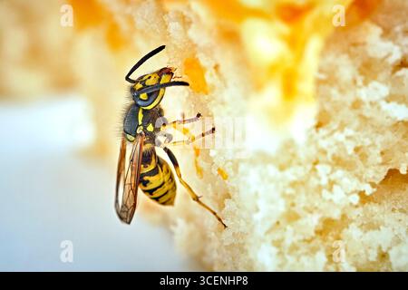 Deutsche Wespe Vespula germanica . Deutsche Wespe Vespula germanica frisst Kuchen. 20250811MIC0053 *** Vespa tedesca germanica Vespola tedesca Vespola germanica mangia torta 20250811MIC0053 Foto Stock