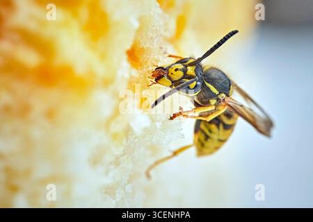 Deutsche Wespe Vespula germanica . Deutsche Wespe Vespula germanica frisst Kuchen. 20250811MIC0205 *** vespa tedesca Vespula germanica vespa tedesca Vespula germanica mangia torta 20250811MIC0205 Foto Stock