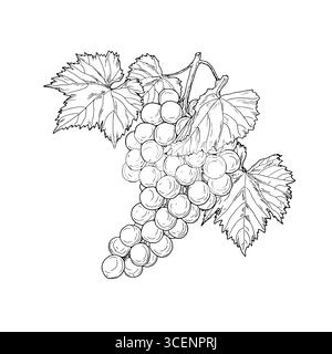 Un mucchio di uva con grandi bacche, bozzetto bianco e nero. Illustrazione vettoriale. Frutta da giardino su ramoscello con foglie, isolata su sfondo bianco Illustrazione Vettoriale