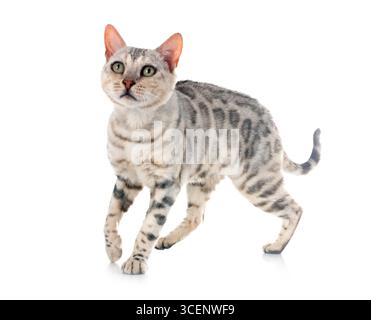 Gatto bengala davanti a uno sfondo bianco Foto Stock