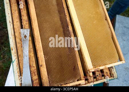 Cornice di api con favo dorato, api al lavoro in natura, apicoltura e autentici prodotti agricoli Foto Stock