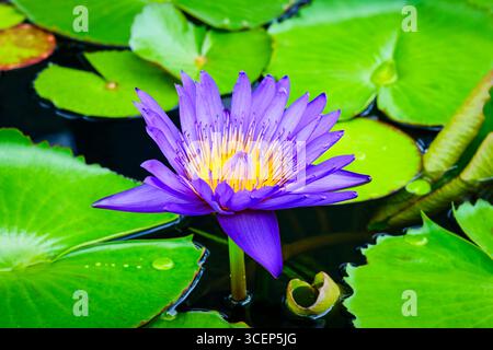Vivace ninfeo Purple Fantasy acquatica su uno stagno sotto il sole di Singapore. Foto Stock