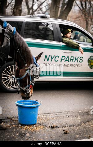New York, Stati Uniti - 24 dicembre 2023: Vista di un drink a cavallo da un secchio blu accanto a un veicolo dei parchi di New York, la scena intrisa di senso del dovere e della cura nel paesaggio urbano. Foto Stock