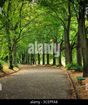Vicolo curvo attraverso il parco verde. Passeggiate lungo i vicoli alberati all'inizio dell'autunno nel parco pubblico. Foto Stock