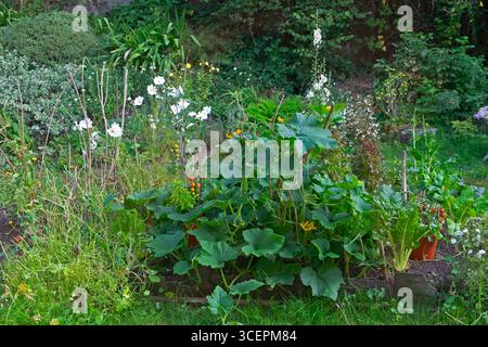 Grandi foglie di zucca butternut che crescono in agosto steli di orto di piante di nasturtium mangiate da caterpillars e cosmo bianco purezza Regno Unito Foto Stock