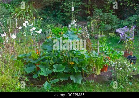 Grandi foglie di zucca butternut che crescono nell'orto di agosto, piante di bietole svizzere, cosmo bianco purezza Dyfed Wales UK KATHY DEWITT Foto Stock