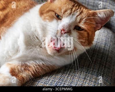Lo zenzero pigro e il gatto bianco tom, sbadigliando e sdraiato su un divano Foto Stock