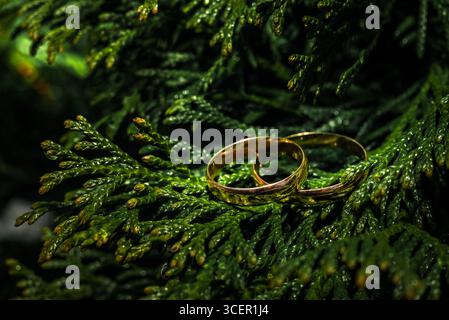 Fedi nuziali su rami verdi sempreverdi: Natura romantica macro natura morta Foto Stock