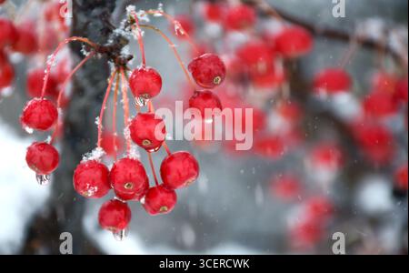 Primi piani di bacche di crabapple rosso sui rami degli alberi con neve bagnata in inverno con spazio per copiare Foto Stock