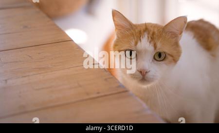 Uno zenzero curioso e un gatto domestico bianco con occhi verdi che fissa la fotocamera in interni in una luce naturale soffusa Foto Stock