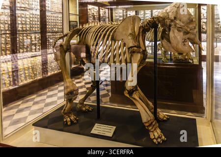 Scheletro di un giovane elefante, Ghar Dalam Museum, con reperti di ossa e fossili di animali morti di fronte all'era glaciale, come elefanti e. Foto Stock