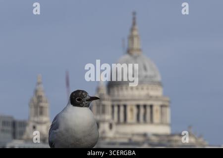 Gabbiano dalla testa nera (Chroicocephalus ridibundus) uccello adulto sul ponte Millenium con la cupola della cattedrale di San Paolo sullo sfondo, città di laghetto Foto Stock