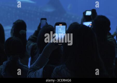 Visita turistica, attrazione turistica, un visitatore filma mante giganti e altri pesci nella vasca del mare di Kuroshio con il suo smartphone, Okinawa Churaumi Aquari Foto Stock