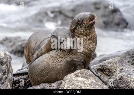 Leone marino delle Galapagos (Zalophus wollebaeki), adagiato su un terreno roccioso vicino al mare, Puerto Baquerizo Moreno, Isole Galapagos, Provincia delle Galapagos, Ecuador Foto Stock