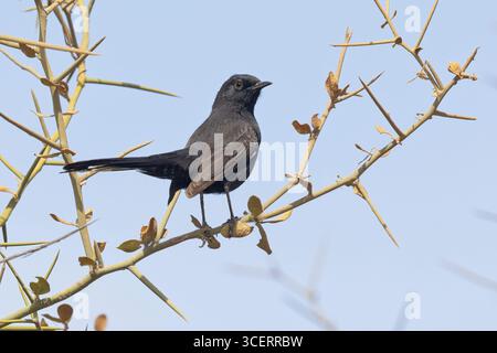 Black Scrub-Robin, Richard Toll, Senegal, febbraio 2025 Foto Stock