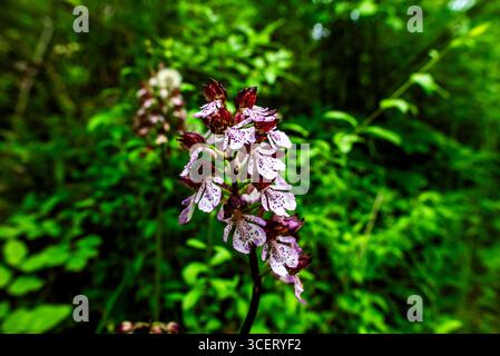 Primo piano dell'Orchis purpurea, conosciuta anche come Lady Orchid, con fiori viola maculati e bianchi che fioriscono in un lussureggiante bosco verde. Una connessione wi-fi rara ed elegante Foto Stock