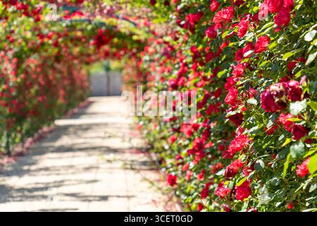Percorso coperto di rose rosse in un giardino di rose al sole Foto Stock