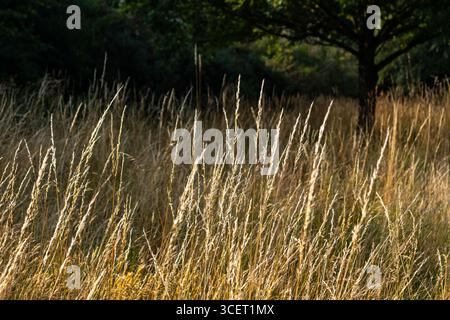 Alte erbe secche che brillano alla luce del sole serale con l'albero sullo sfondo Foto Stock