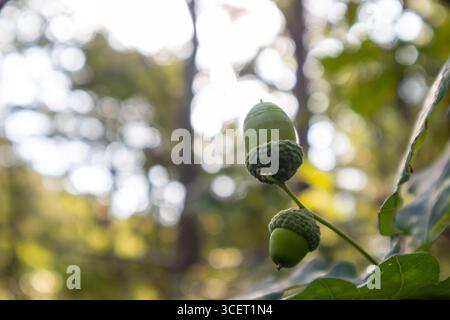 Primo piano di due ghiande verdi che crescono su un ramo di quercia Foto Stock