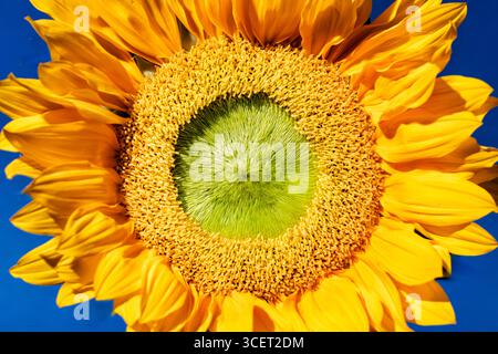 REGNO UNITO. Immagine ravvicinata di un singolo girasole completamente aperto al sole. l'immagine mostra la testa del seme del fiore circondato dai suoi petali Foto Stock