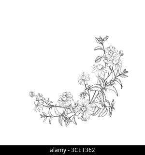 Illustrazione vettoriale delle erbe da tè calmanti disegnata a mano con inchiostro. Immagine grafica con camomilla, tiglio, menta Illustrazione Vettoriale