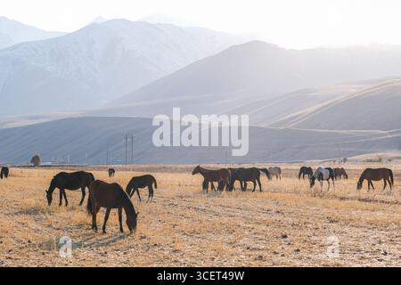 Mandria di cavalli selvatici che pascolano su pascoli asciutti ai piedi della montagna. Valle rurale con animali equini. Bestiame in azienda. Foto Stock