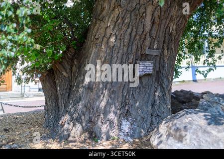 marstrand, svezia, 24 luglio 2025, pioppo nero gigante *** marstrand, schweden, 24. juli 2025, riesige schwarzpappel Copyright: xx Foto Stock