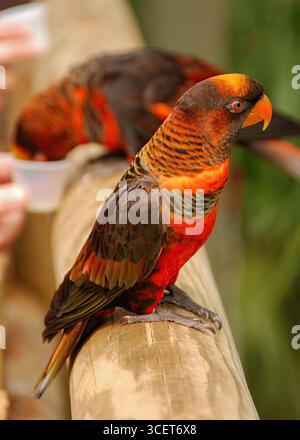 Un Dusky lory arroccato su un ramo Foto Stock