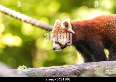 Panda rosso. Foto Stock